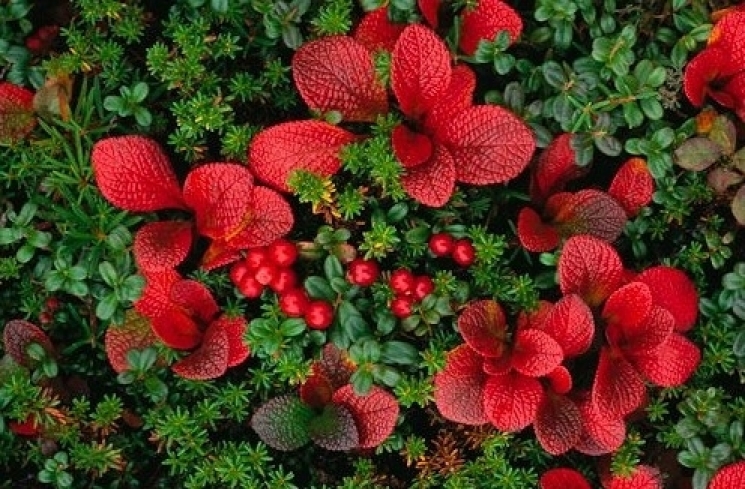 tanaman bearberry penghasil arbutin/pinterest.com