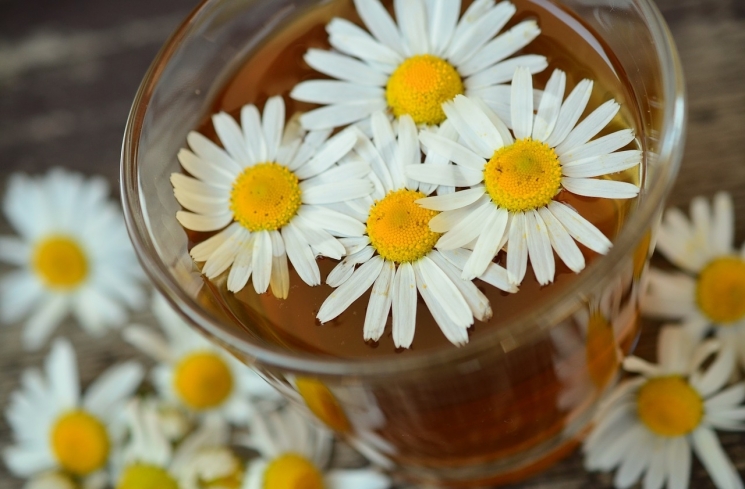 Teh bunga chamomile / Pixabay.com