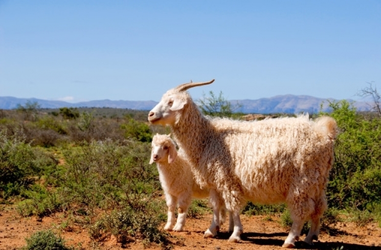 Kambing angora. (Nypost)