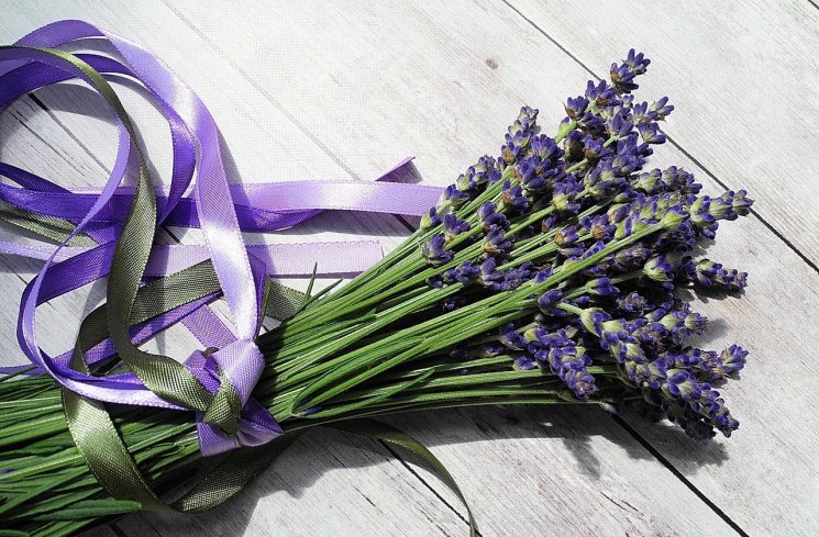 Bunga lavender bisa membantu mengatasi masalah sulit tidur. (Pixabay)
