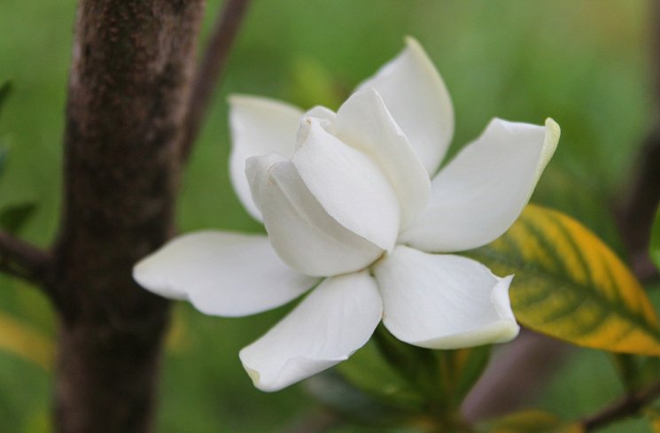 Bunga gardenia bisa membantu mengatasi masalah sulit tidur. (Pixabay)