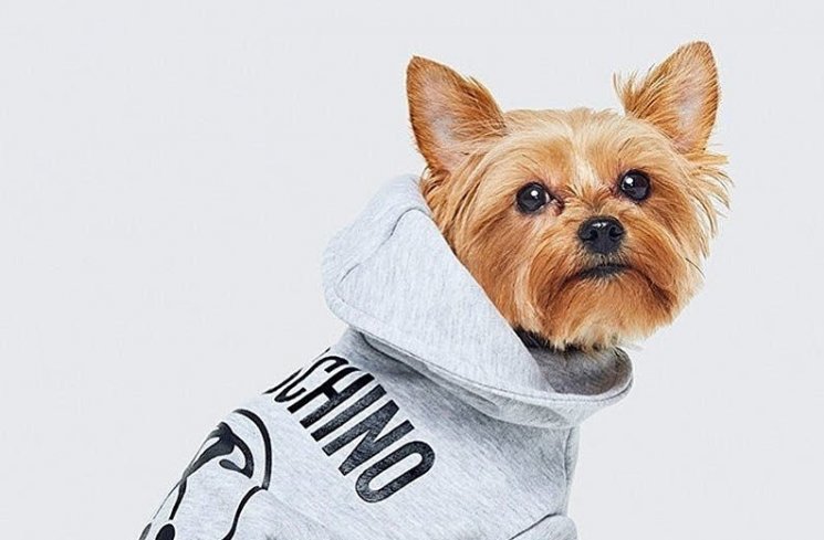 Kejutan! Moschino x H&M akan Mengeluarkan Koleksi Petwear
