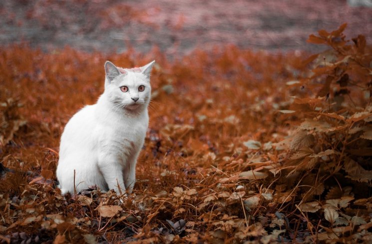 Ilustrasi kucing. (Unsplash/Xenia Bogarova)