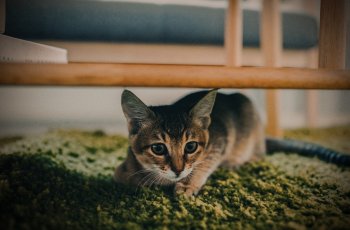 Bikin Geger, Viral Perempuan Menyusui Anak Kucing di Pesawat