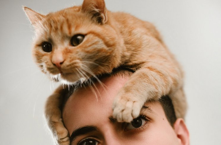 Cara Memelihara Kucing dan Anjing dalam Satu Atap
