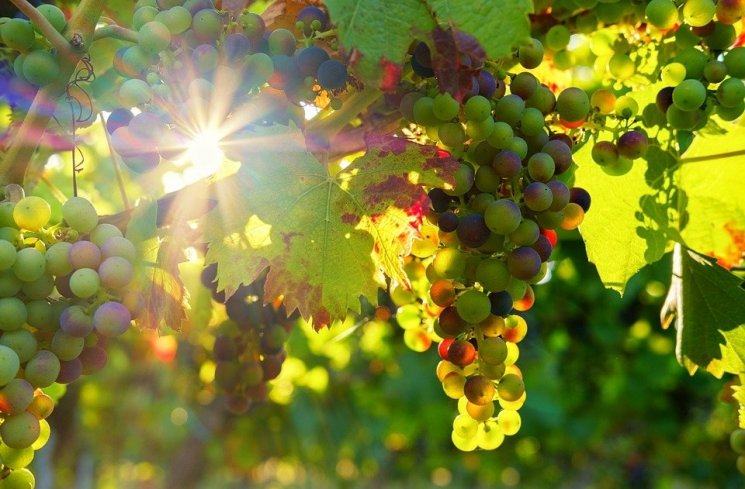 Ilustrasi buah anggur. (Pixabay)