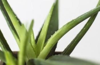 5 Alasan Aloe Vera adalah Bahan Skincare yang Ajaib