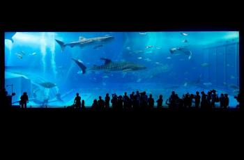 6 Arti Mimpi Ikan Hiu yang Bikin Ketakutan, Pertanda Ancaman Bahaya di Dunia Nyata?