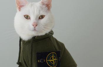 Gemas, Ada Kucing Nongol di Catwalk Peragaan Busana Turki