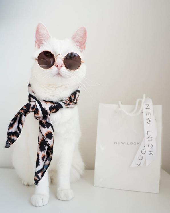 Zappa kucing fashionista. (Instagram/@zappa_the_cat)