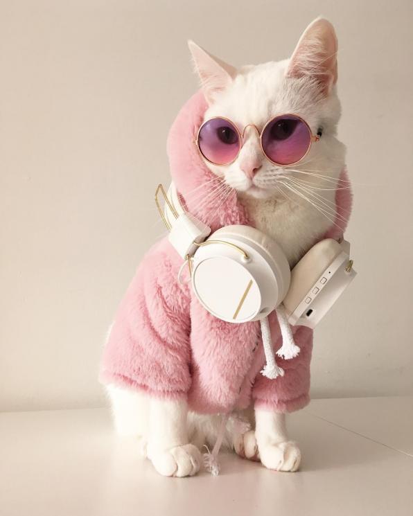 Zappa kucing fashionista. (Instagram/@zappa_the_cat)