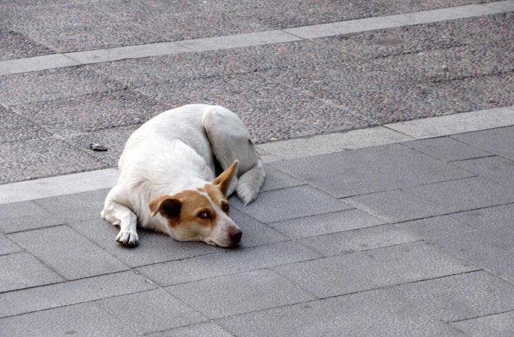 Ilustrasi anjing sedang menunggu pemilik di jalan. (Unsplash/Ines)