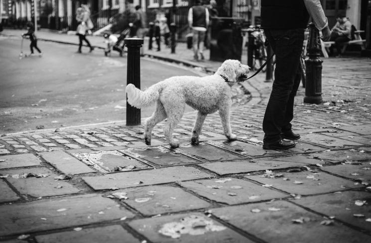 Ilustrasi anjing sedang menunggu pemilik di jalan. (Unsplash/Clem Uno)