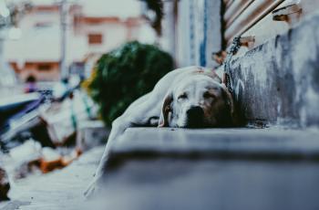Haru, Anjing Ini Tunggu Jalan Tempat Pemilik Meninggal Dunia