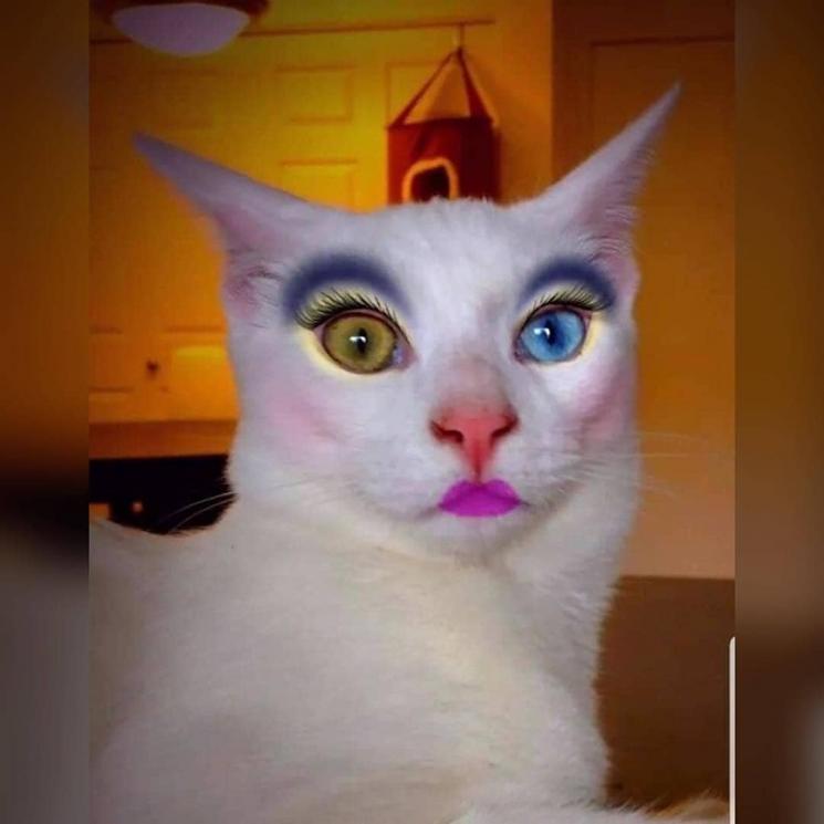 Kucing didandani cantik. (Instagram/@newstijen)