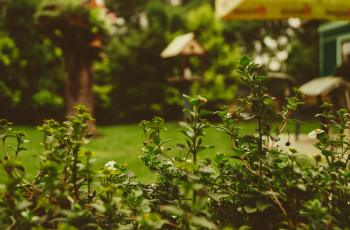 Ini 5 Arti Mimpi Kebun, Pertanda Kehidupan yang Bahagia?