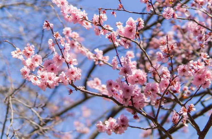 Bunga sakura di Jepang. (Pixabay/PatrickE)