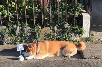 Ngakak! Gara-Gara Malas Masuk Rumah, Anjing Ini Punya Lahan Parkir Khusus