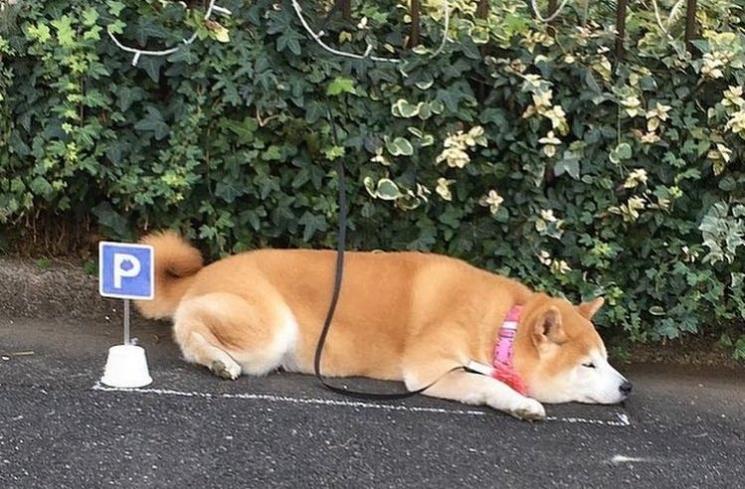 Pon, anjing yang punya lahan parkir khusus. (Instagram/@world)