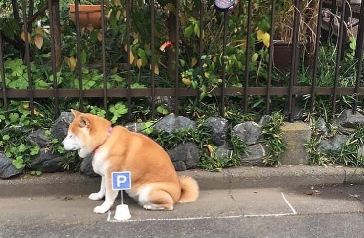 Pon, anjing yang punya lahan parkir khusus. (Instagram/@world)