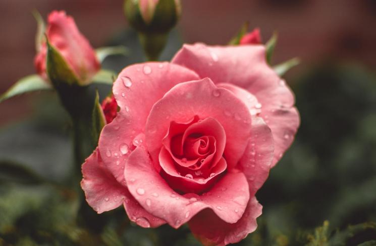 Bunga mawar. (Unsplash/Tiffany Chan)