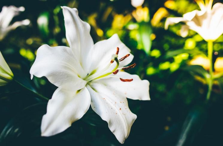 Bunga lily. (Unsplash/Matt)