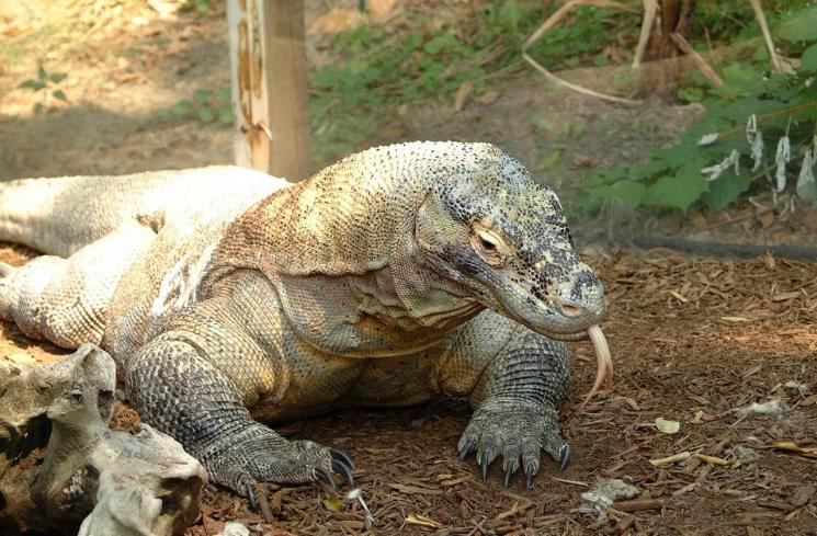 Terlalu Berani, Cewek Ini Tantang Komodo Lomba Balap Lari