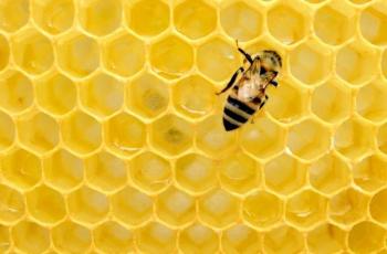 Ada Kandungan Madu dan Royal Jelly, Bedak Ini Aman untuk Kulit Sensitif