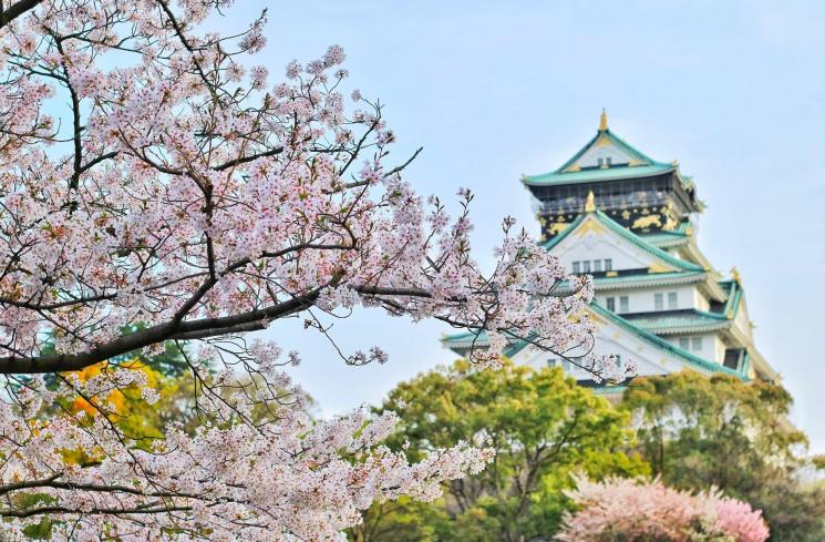 Ilustrasi bunga Sakura di Jepang. (Pexels/Bagus Pangestu)