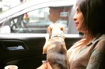 Glamor, Anjing Priyanka Chopra Pakai Jaket Seharga Rp 7 Jutaan
