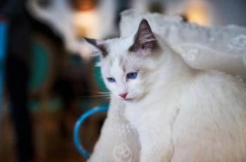Kucing Duduki Ponsel, Foto Seksi Wanita Ini Nggak Sengaja Tersebar