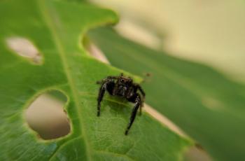 Makanan Ekstrem, Wanita Ini Nekat Masak Tarantula