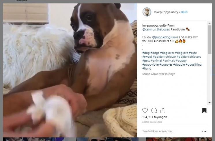 Pawdicure. (Instagram/@caymus_theboxer)