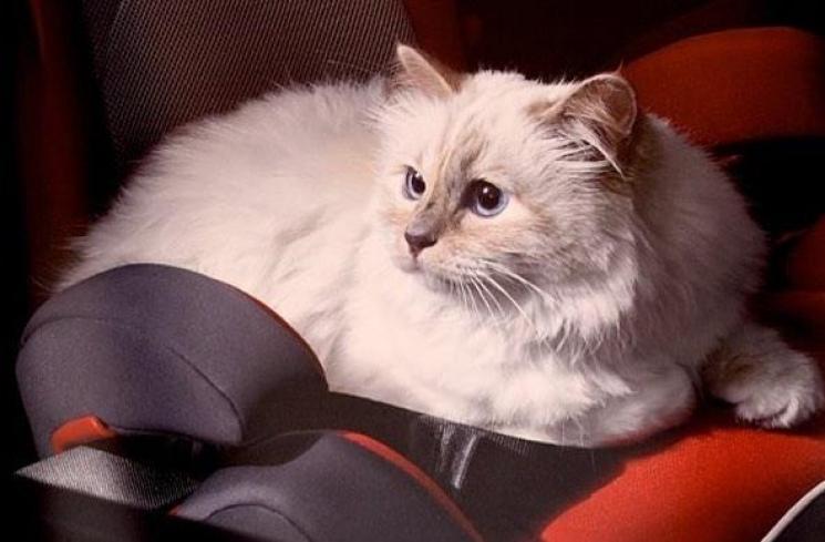 Choupette, Si Kucing Kesayangan Karl Lagerfeld