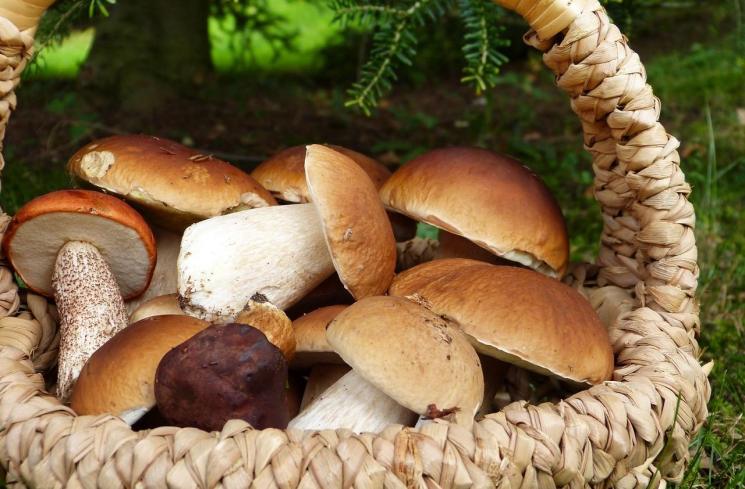 Ilustrasi jamur sebagai bahan makanan. (Pixabay/silviarita)