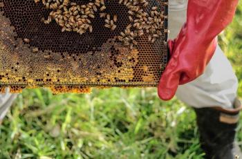 Pasangan Ini Memelihara 10 Ribu Lebah di Apartemen, Buat Apa?