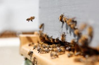 Ketahui 5 Arti Mimpi Lebah, Ternyata Bisa Jadi Simbol Kemarahan