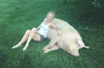Gemas, Selebgram Ini Pelihara Mini Pig hingga Jadi Babi Jumbo