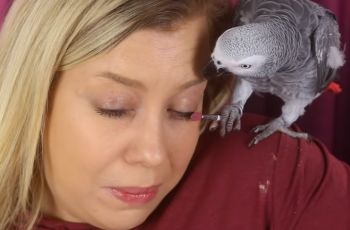 Burung Beo Mendadak Jadi Makeup Artist, Kocak tapi Bikin Deg-degan