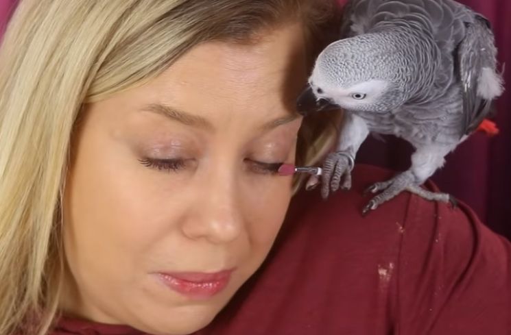Burung Beo Mendadak Jadi Makeup Artist, Kocak tapi Bikin Deg-degan