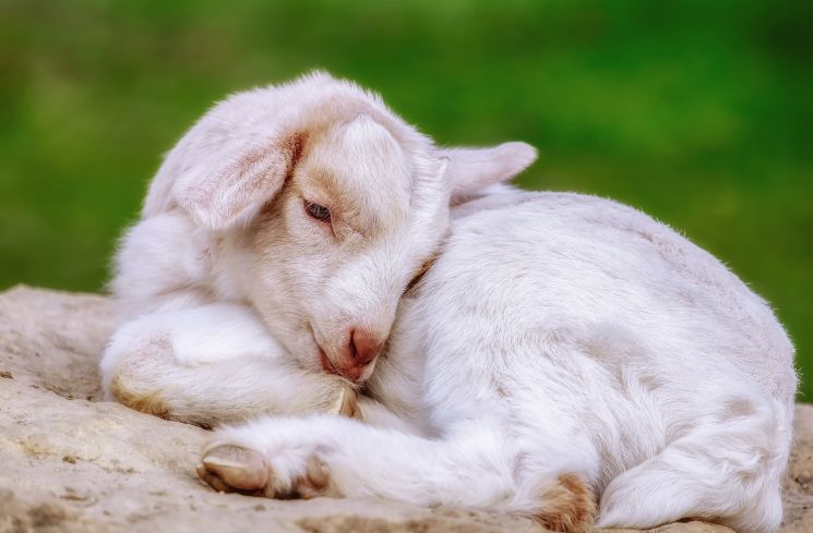 Tahun Tikus Logam: Rumah Jadi Kunci Kebahagiaan Shio Kambing