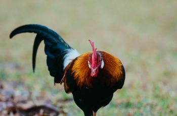 Penuh Tantangan, Tahun Tikus Logam Bikin Shio Ayam Lebih Waspada