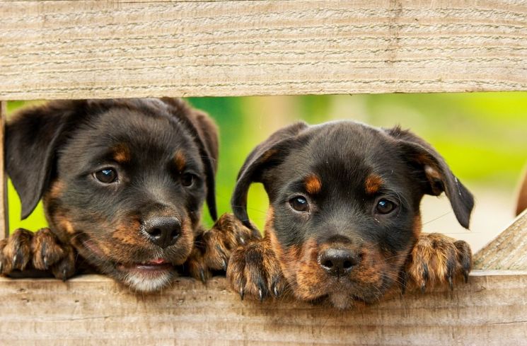 Imlek, Shio Anjing Harus Lebih Waspada di Tahun Tikus Logam