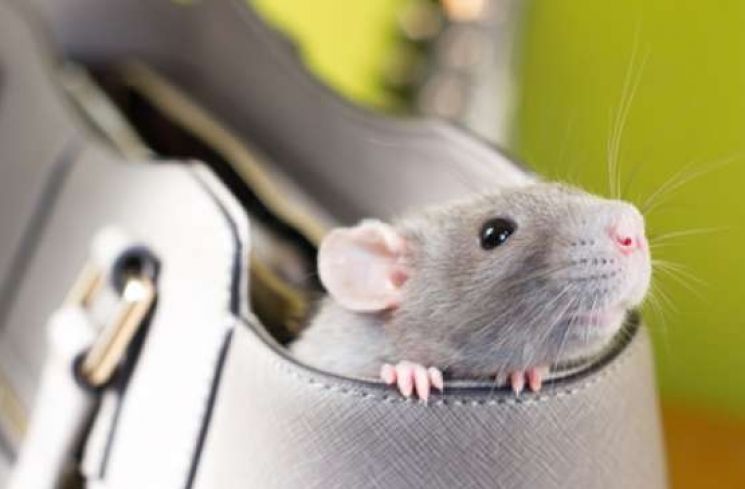 Seekor tikus. (Shutterstock)