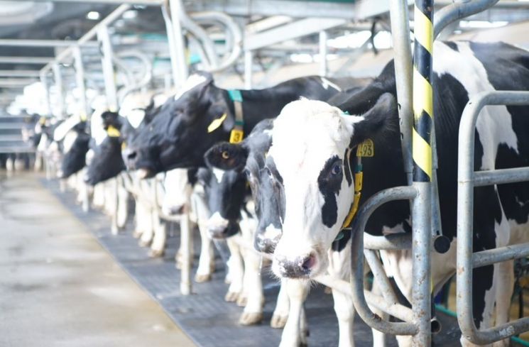 Sapi A2 Australia yang dipelihara langsung di peternakan KIN adalah sapi impor istimewa dari rumpun Frisien Holstein yang terjaga genetiknya dan bersertifikasi sebagai penghasil susu berprotein A2.  (Istimewa/KIN Fresh Yogurt)