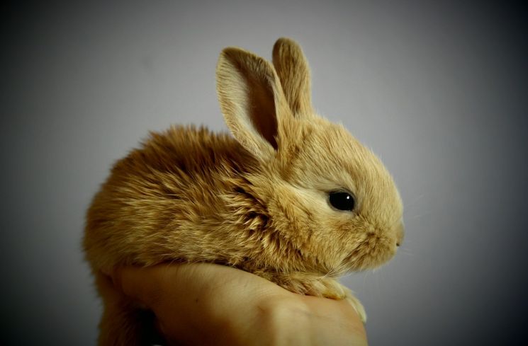 Ilustrasi hewan kelinci. (PIxabay/Simona Robová)