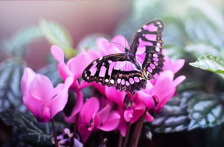 Ilustrasi kupu-kupu. (Pixabay/Jill Wellington)