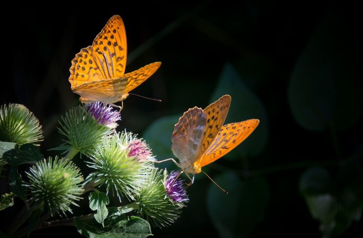 Ilustrasi kupu-kupu. (Pixabay/Gerhard Bögner)
