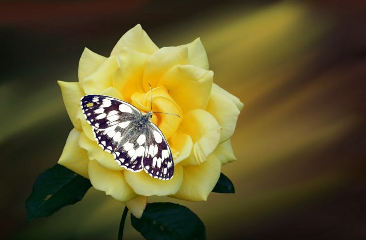 Ilustrasi kupu-kupu. (Pixabay/Hans Benn)
