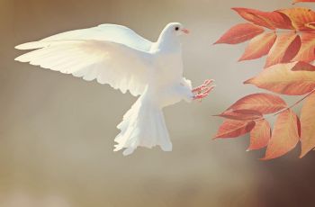 Arti Mimpi Burung, Hampir Pasti Selalu Pertanda Baik